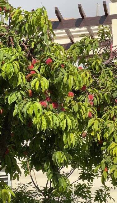 夏天的花园里红桃绿叶桃园里有成熟的红桃子五颜六色的果实挂在树上准备在夏天收获天然糖果和维生素