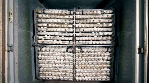 在炮台农场收集的鸡蛋
