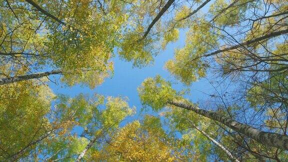 秋天五颜六色的树梢秋天树的叶子嫩黄鲜艳秋天的森林景观低角度视图