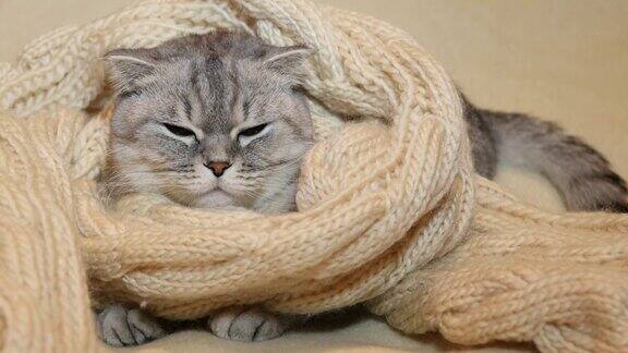 一只苏格兰折耳猫正试图在一条温暖的围巾里睡觉冰冻的猫