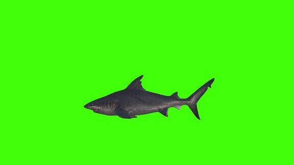 4k食人鲨游泳循环色键3D短鳍灰鲭鲨游泳侧视图绿屏动画一种小型东南亚淡水鱼尾巴类似鲨鱼