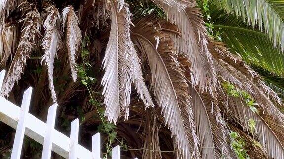 干燥的棕榈树树枝
