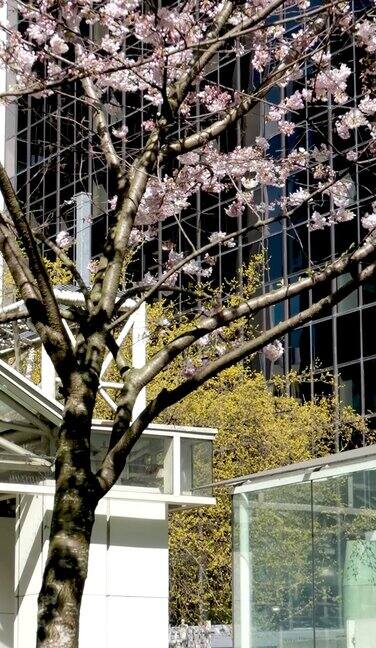樱花加拿大Burrard车站温哥华通往摩天大楼的楼梯灯笼春天大自然的美丽白色的扶手从天空爬起火车站没有人平静的日子明亮的天空加拿大2023