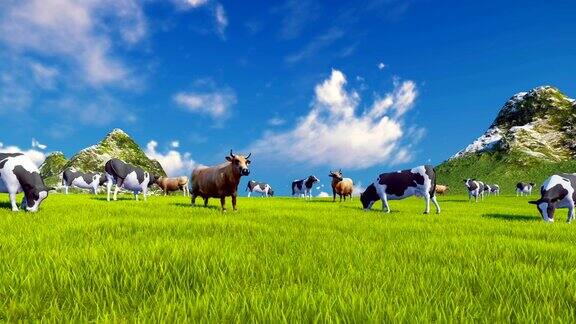 奶牛在高山草甸上吃草