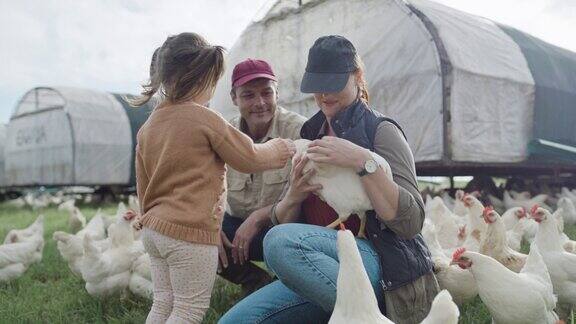 快乐的家庭在有机家禽农场爱抚小鸡妈妈、爸爸和可爱的女儿一起在养鸡可持续生态农场度过时光放养健康牲畜