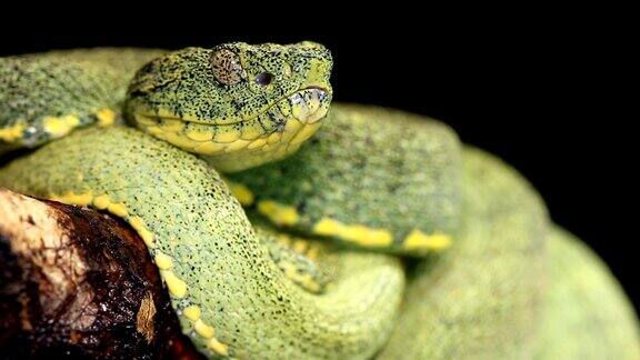 双条纹森林pitviper(Bothriopsisbilineata)