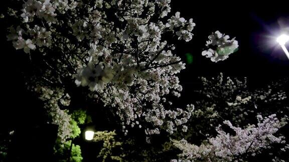 夜晚的樱花被街灯照亮