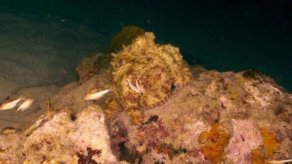 与章鱼在加勒比海珊瑚礁的海景