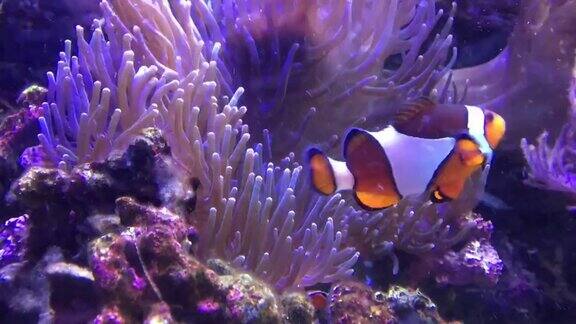 一只小丑鱼依偎在一只美丽的海葵中
