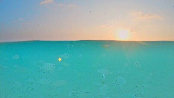好玩的鱼群在马尔代夫的蓝色热带海洋水下游泳