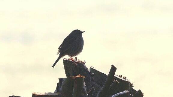 晨光中一只会唱歌的树篱雀(Prunellamodularis)