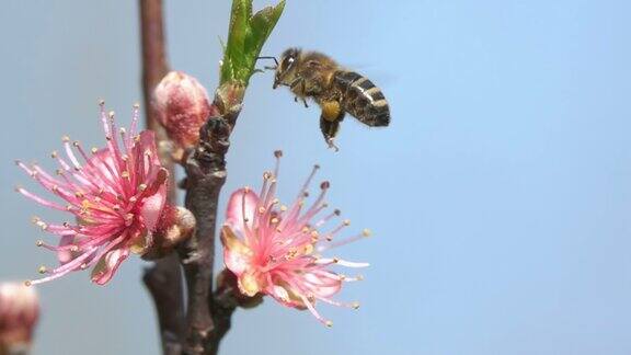 蜜蜂起飞粉红色的花