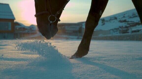 慢镜头:美丽的夕阳下一匹棕色皮毛的小马在雪地里行走