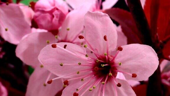 粉红色的樱花盛开