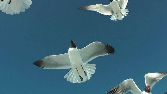 一群海鸥在头顶飞过抓着面包片