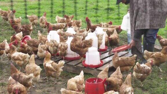 农民一边整理鸡舍一边清洗饮水槽同时戴着口罩以避免COVID-19