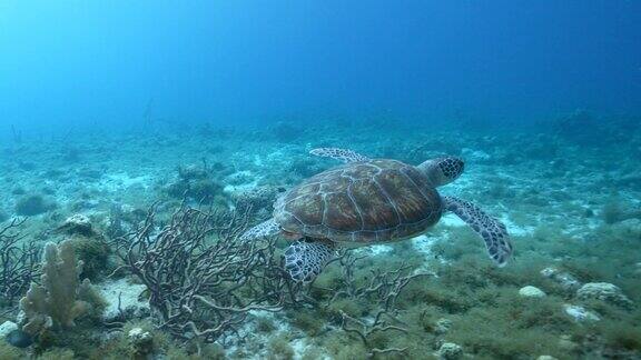 库拉索岛加勒比海的珊瑚礁上有绿海龟的海景