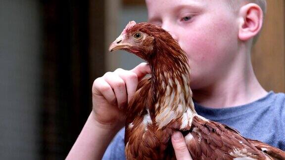 一个小男孩抱着一只母鸡