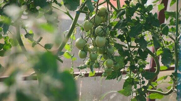 未成熟的绿色有机番茄在温室的树枝上近距离观察