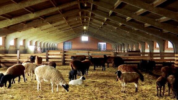 羊在农场饲养羊羔绵羊和羊羔在羊圈里
