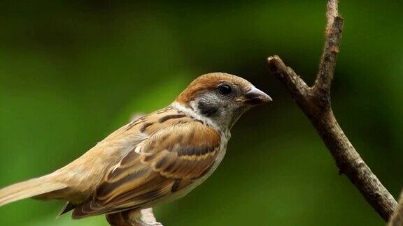 菲律宾玛雅或欧亚树麻雀或山雀栖息在小枝上