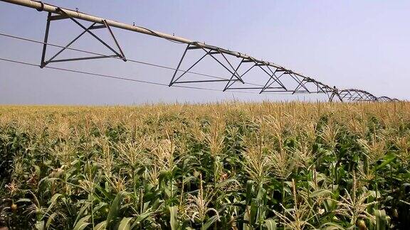 甜玉米地的灌溉