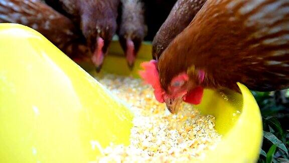 吃鸡蛋吃食物的动物