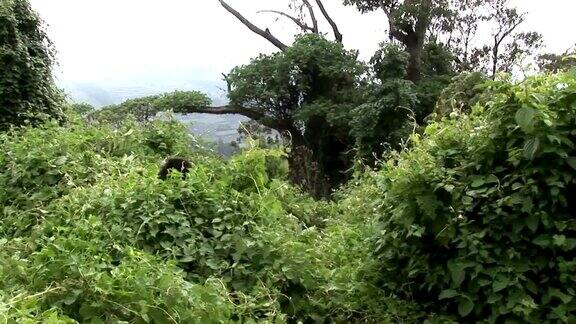 卢旺达热带森林的野生大猩猩