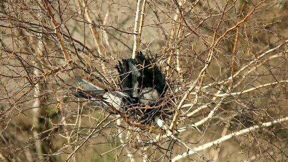 乌鸦在树上筑巢