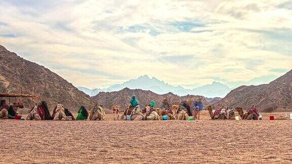 时光流逝骆驼商队和游客在炎热的沙漠中休息静态广角镜头