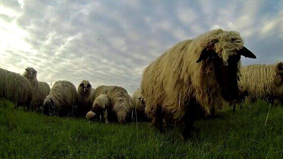 一群羊在日落时吃草