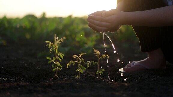 双手捧着水给植物浇水