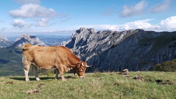 奶牛在乌尔基奥拉的草地上静静地吃草