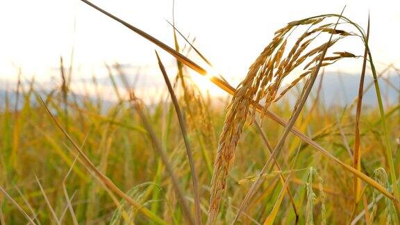 近距离的稻田与阳光和山的背景