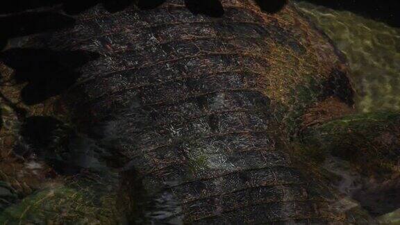 在一个自然公园的河流里的假长吻鄂的身体