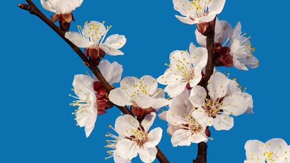 杏花在一个春天的树枝开花在一个蓝色背景的时间推移春花在时间的流逝中开放盛开的背景