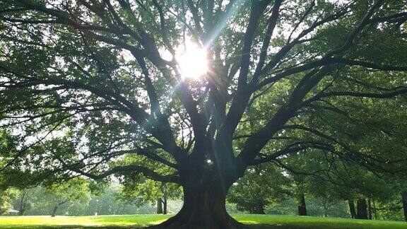 阳光下的树
