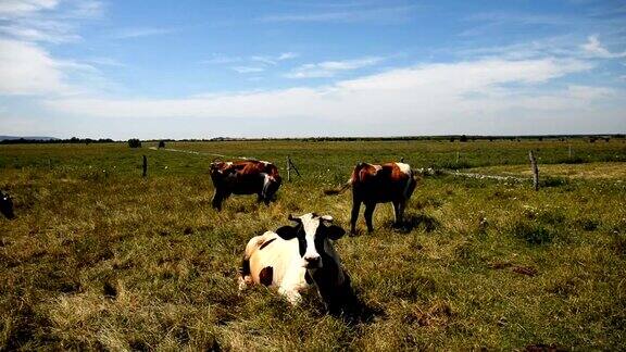 奶牛的农场牛吃草