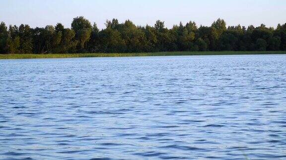 美丽湖面上的芦苇