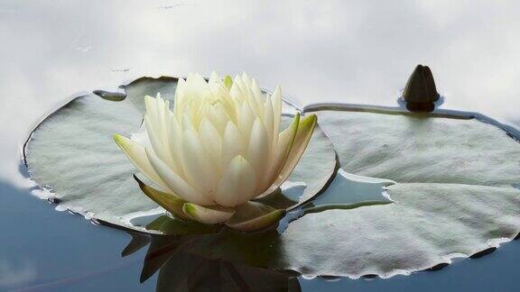 特写时间流逝的荷花睡莲花开放和盛开在池塘