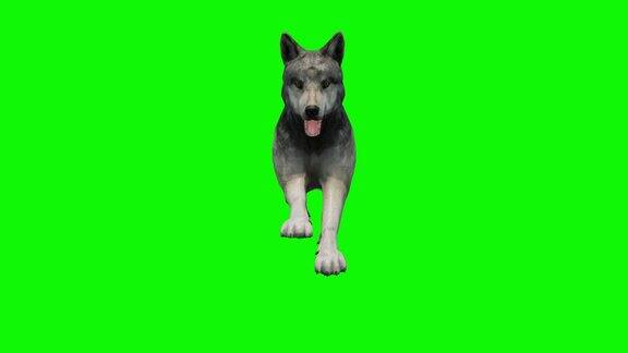 绿色背景上奔跑的狼动物野生动物游戏回到学校3d动画短视频电影卡通有机色度键角色动画设计元素循环