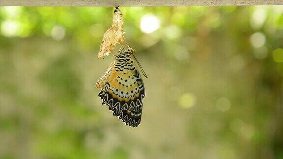 蝴蝶从茧蜕变到准备在铝衣线上飞行