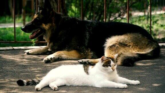 猫和狗一只狗和一只猫并排躺着