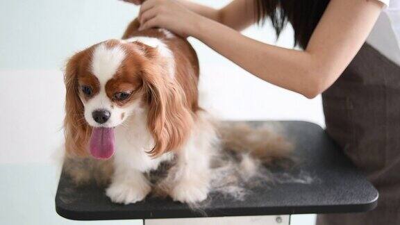 一名中国女狗美容师正在为一只查理士国王猎犬美容