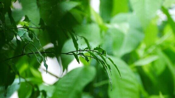 雨天的风景