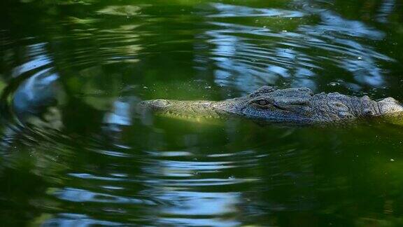 鳄鱼或短吻鳄在自然公园的河里游泳