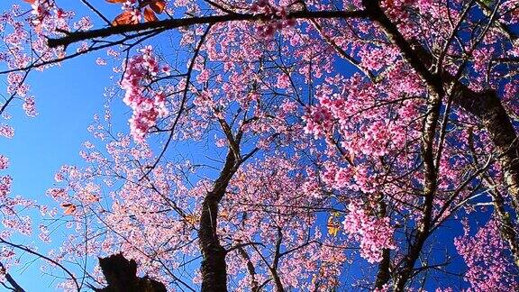 摄影:春天粉红色樱花与蓝天的背景
