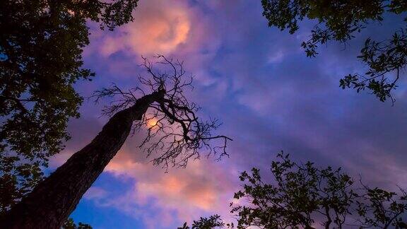 云的时间流逝前景显出一棵枯树的剪影
