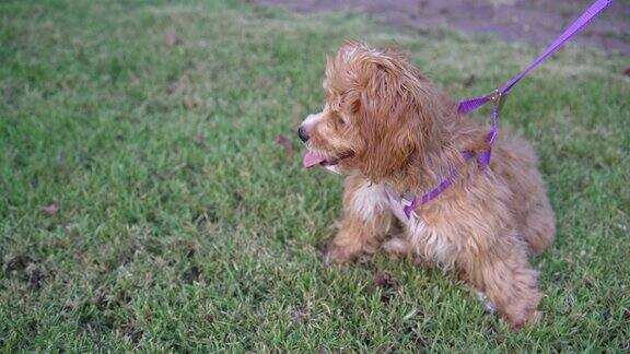 小麦蒂普戴着宠物绳坐在草地上等着遛狗