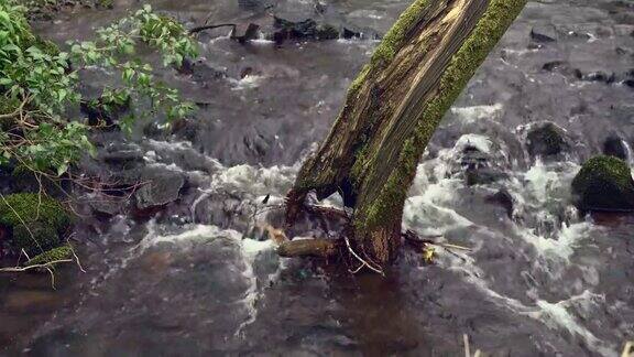 老树干在一条小溪里